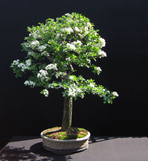 Hawthorn bonsai